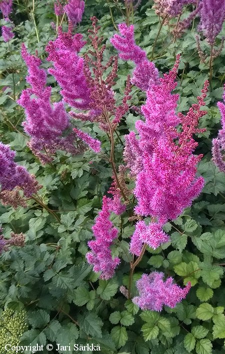 Astilbe chinensis var. taquetii 'Superba'